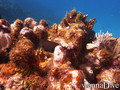 scuba diving photo