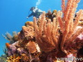 scuba diving photo