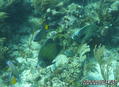 scuba diving photo