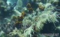 scuba diving photo