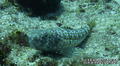 scuba diving photo