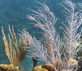 scuba diving photo