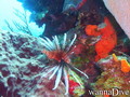 scuba diving photo
