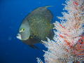 scuba diving photo