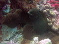 scuba diving photo