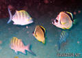 scuba diving photo