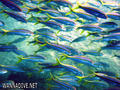 scuba diving photo