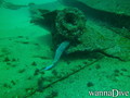 scuba diving photo