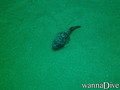 scuba diving photo