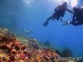 scuba diving photo