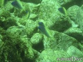 scuba diving photo