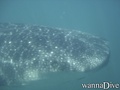 scuba diving photo