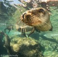 scuba diving photo