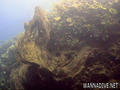 scuba diving photo