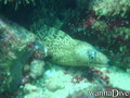 scuba diving photo