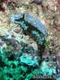 scuba diving photo
