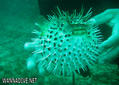 scuba diving photo