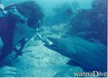 scuba diving photo