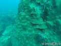 scuba diving photo