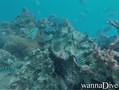 scuba diving photo