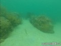 scuba diving photo