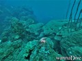 scuba diving photo
