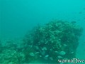 scuba diving photo