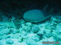 scuba diving photo