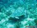 scuba diving photo