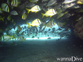 scuba diving photo