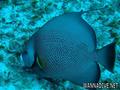 scuba diving photo