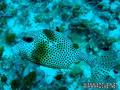 scuba diving photo