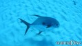 scuba diving photo