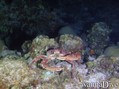 scuba diving photo