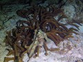 scuba diving photo