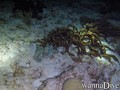 scuba diving photo