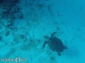 scuba diving photo