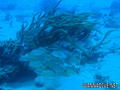scuba diving photo