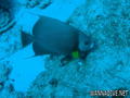 scuba diving photo