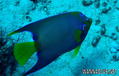 scuba diving photo