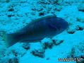 scuba diving photo