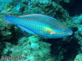 scuba diving photo