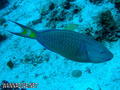 scuba diving photo