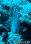 scuba diving photo