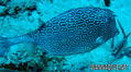 scuba diving photo
