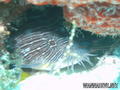 scuba diving photo