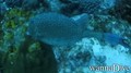 scuba diving photo
