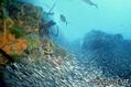 scuba diving photo