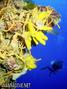 scuba diving photo
