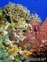 scuba diving photo